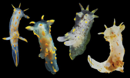 New nudibranch species described in Norway