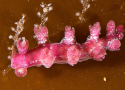 Yet another nudibranch species for Norway