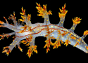 Is this Norway's coolest nudibranch?