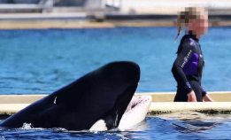 Dokumentar: Inside the Tanks