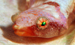 Vi feirer fiskens dag!