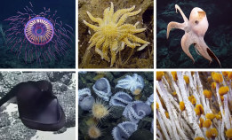 Utrolig hva som finnes i dypet