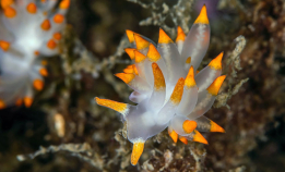 Dyreliv i havet: Lær mer om anemoner