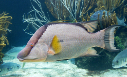 Fisk kan «se» gjennom huden