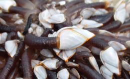 Andeskjell: Et haikende krepsdyr