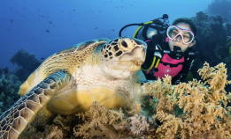 Bli bedre på skilpaddefoto