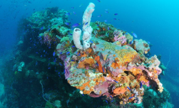 Fem store vrak i Stillehavet