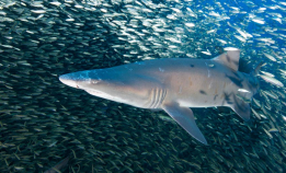 Hva er egentlig en hai?