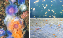 Høysesong for maneter er i gang