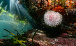 Webinar om NM i UV-foto