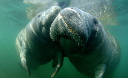 Kan sjøkuer og dugonger reddes fra utryddelse?