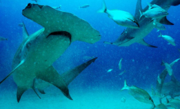 Se traileren: Sharkwater Extinction