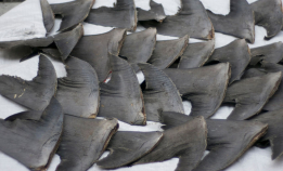 Forbud mot haifinner – følger Norge etter?