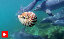 Delfinbaby møter spion-nautilus