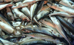 Tonnevis med makrell kastet på havet
