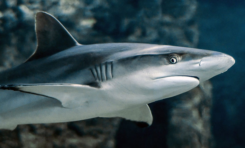 Tar livet av fem myter om haier