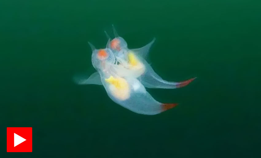 Se den nydelige paringsdansen