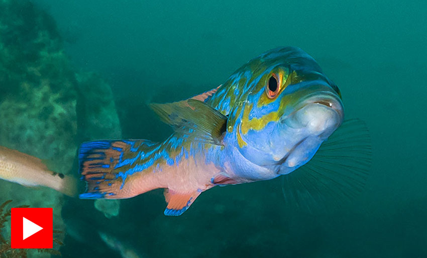 En reise under overflaten