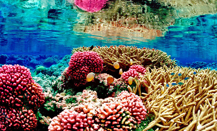 Kan lyd redde korallrevene?