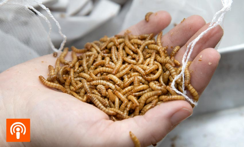 Larver til laksen gjør deg grønnere