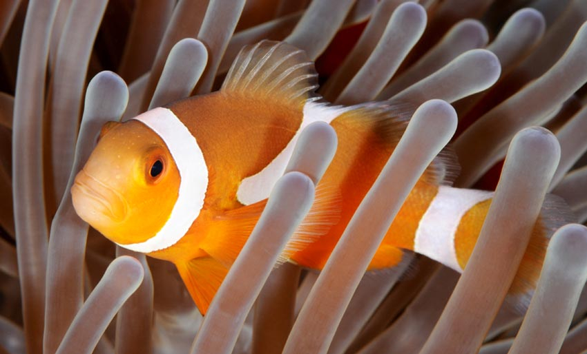 Bli kjent med virkelighetens Nemo