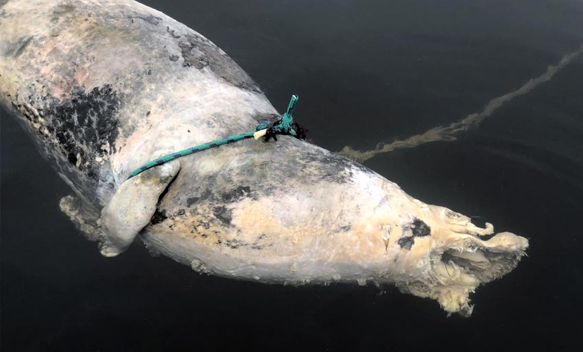 Kadavere langs hele kysten