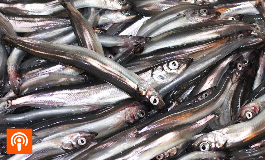 Hvorfor bry seg om en liten stimfisk?