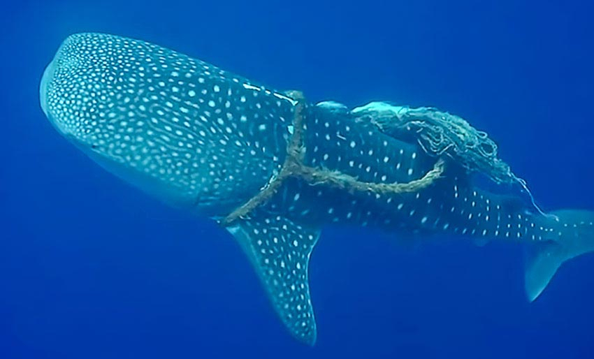 Dykkere befridde fortapt hvalhai