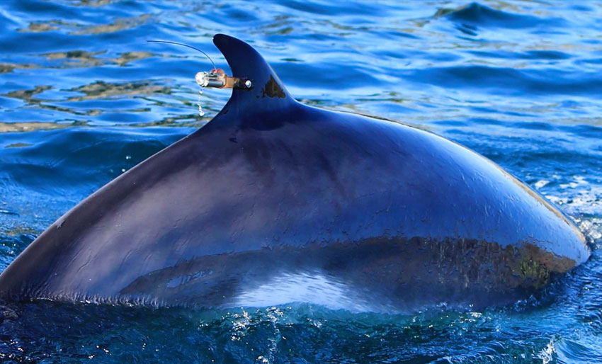 Bardehvaler hører mer enn vi tror