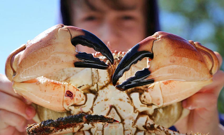 Grotesk behandling av krabber
