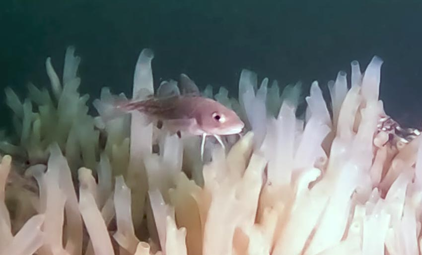 Det kryr av liv i Oslofjorden