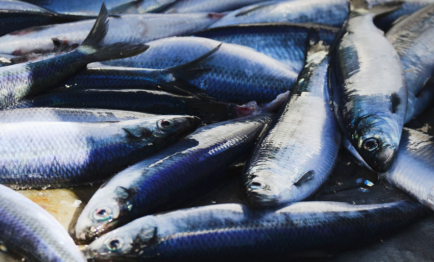 Kraftig økning av overfiske