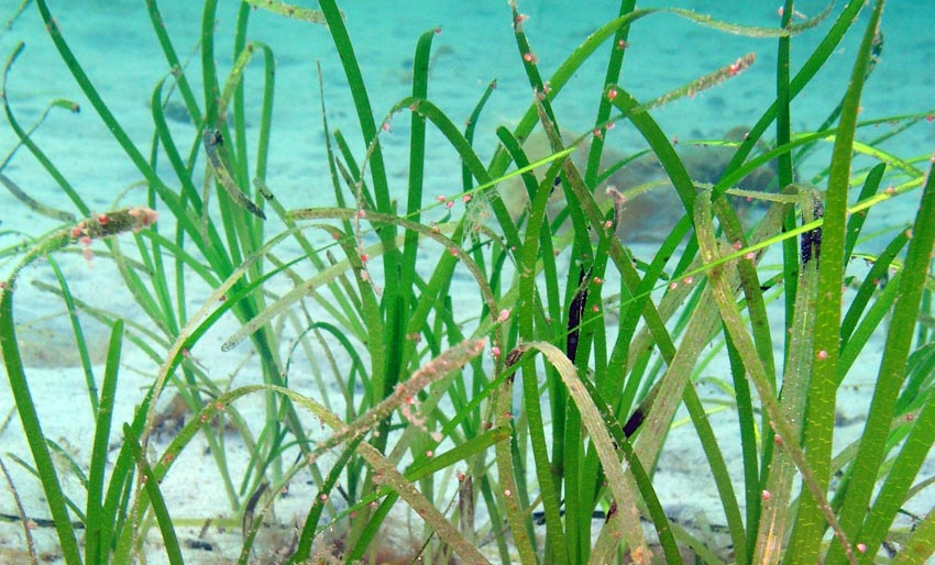 Vi feirer World Seagrass Day