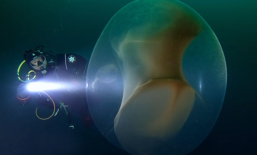 Fantastisk video av blekksprutball