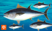 Formel 1-fisken makrellstørje