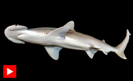 Denne haien spiser planter