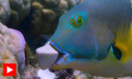 Smart fisk bruker verktøy