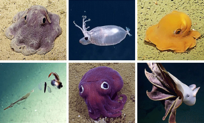 Se de søte blekksprutene!