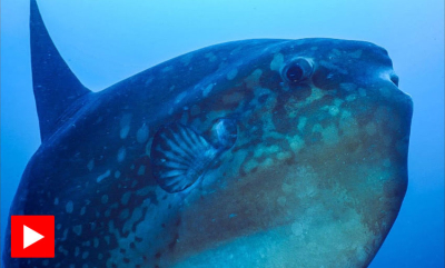 Månefisk blir pusset på dypet