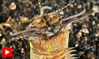 Denne ormen kan gi deg mareritt