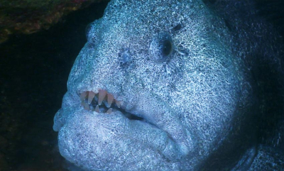 Steinbitens fetter i Stillehavet