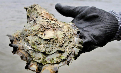 Dette er stillehavsøsters