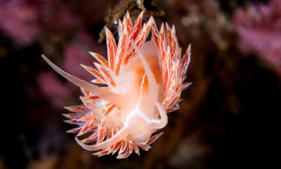 Nudibranch Safari 2026 på Gulen